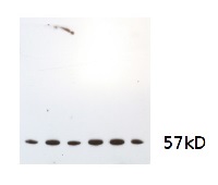Cat | Catalase (algal) in the group Antibodies Plant/Algal / Environmental Stress / Oxidative stress at Agrisera AB (Antibodies for research) (AS15 2991)